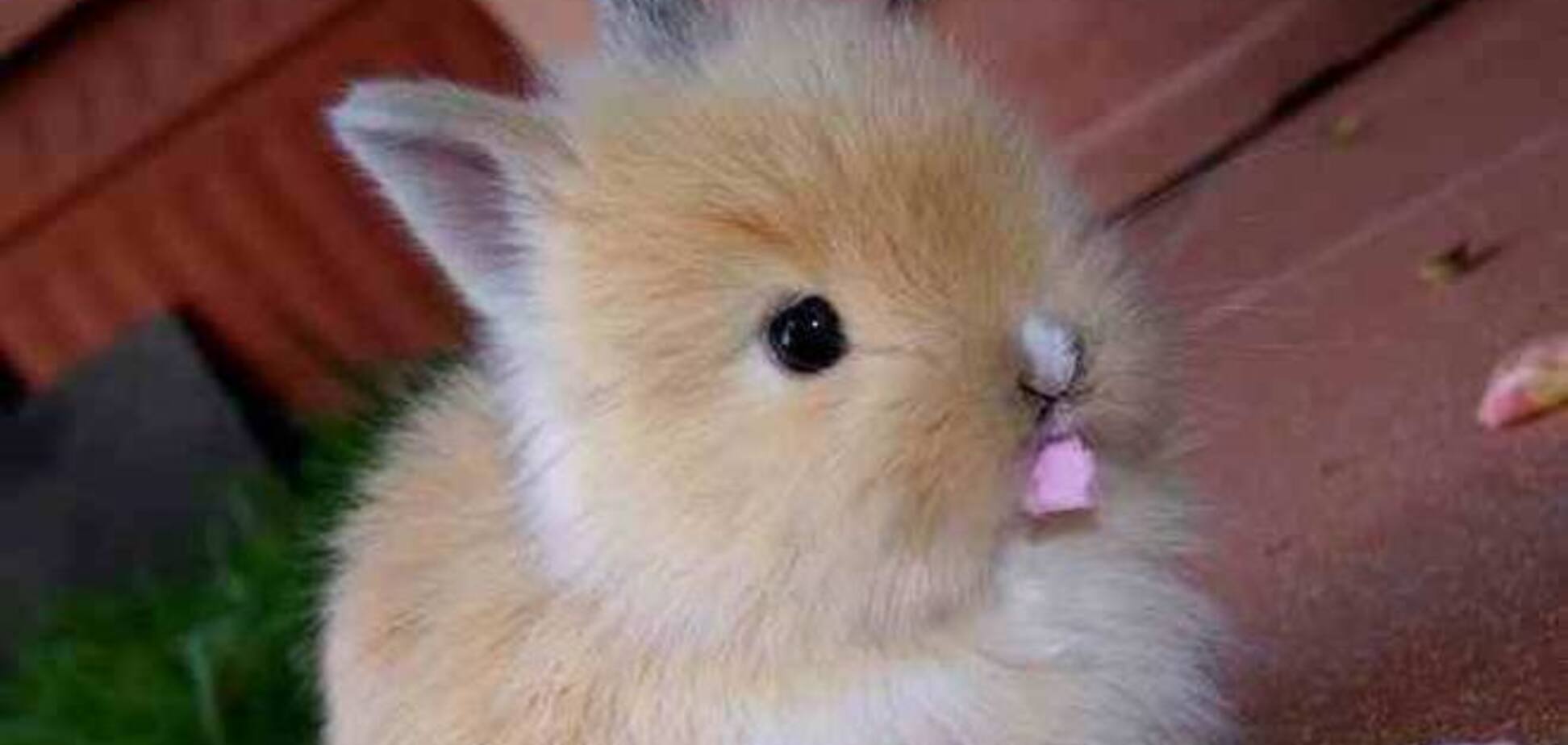 Фото веселого кролика взорвали интернет