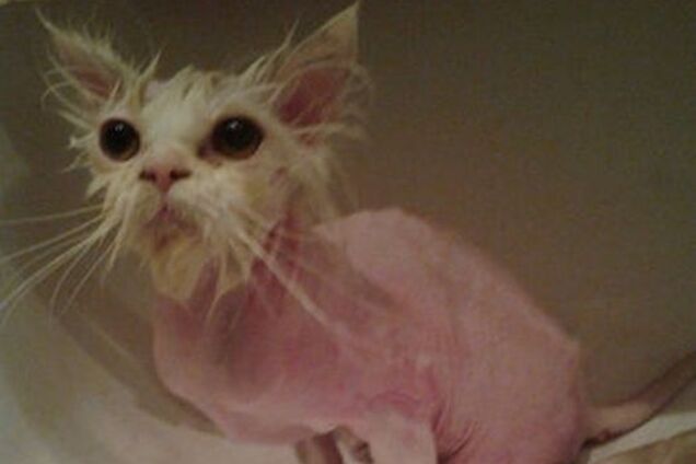 Как бездомного искалеченного кота превратили в ухоженного красавца