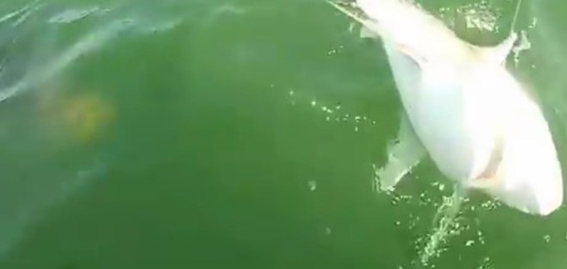 Гигантский окунь на глазах у рыбаков целиком проглотил акулу 