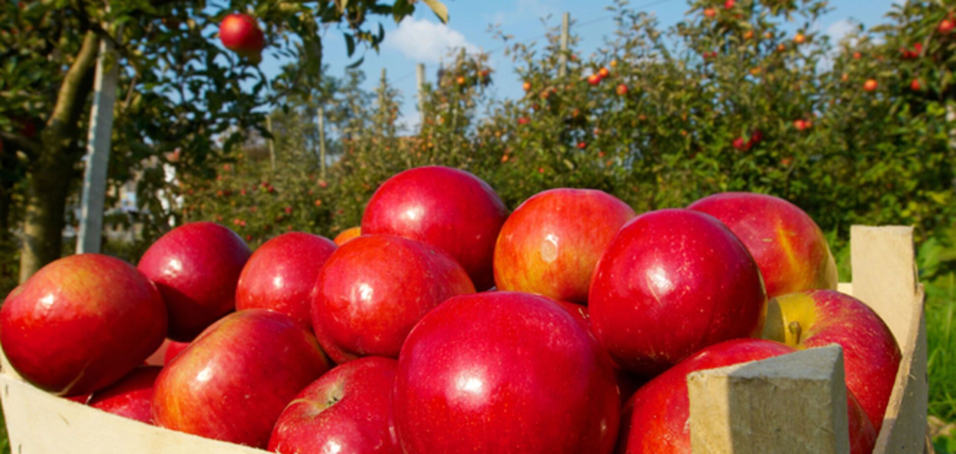 Польша решила отправить в Россию гуманитарный конвой из 40 тонн яблок
