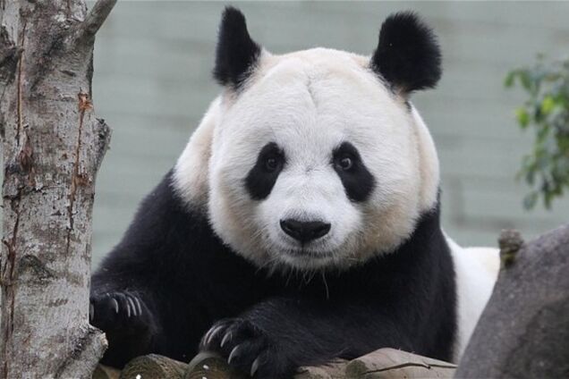 Панда притворялась беременной, чтобы получать больше булочек и бамбука
