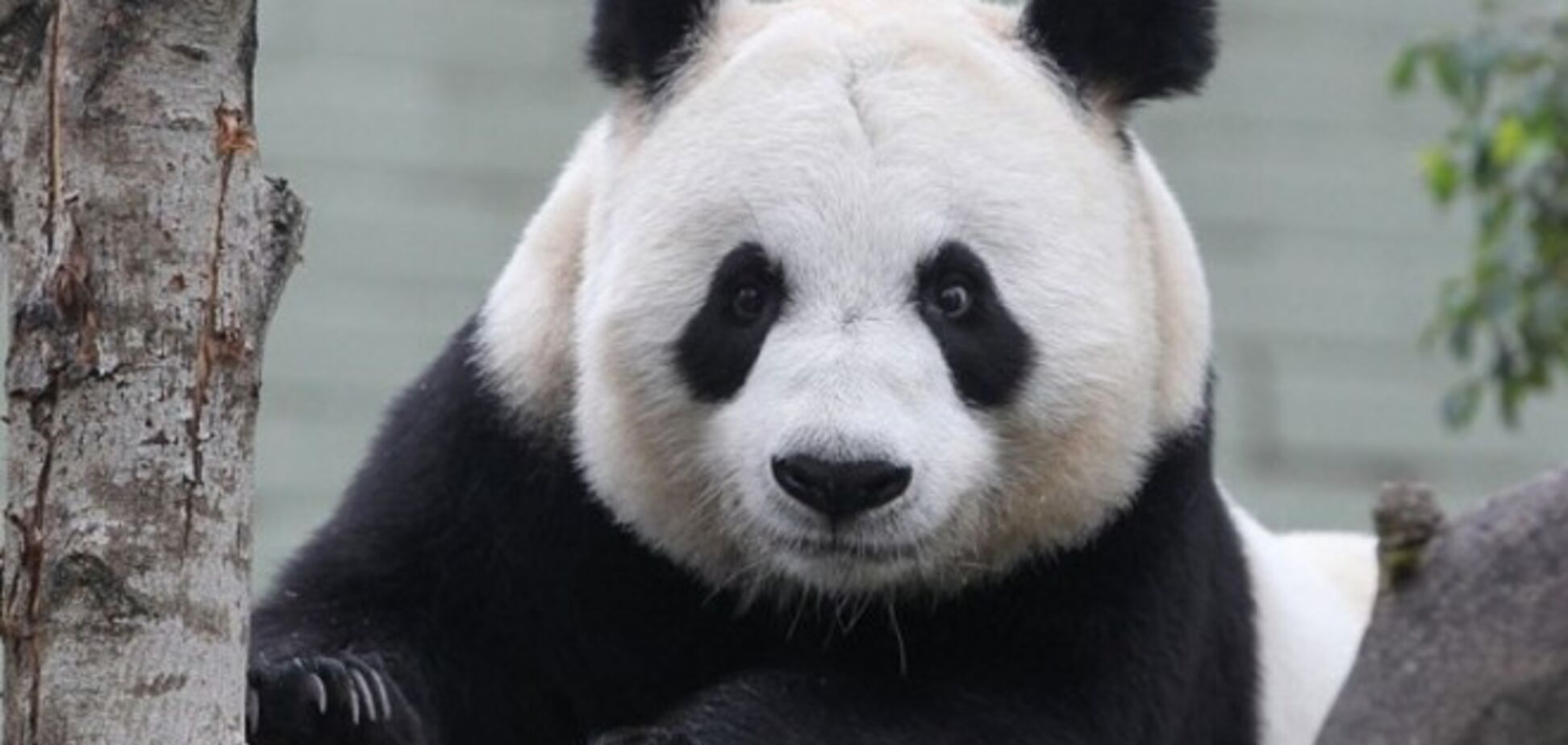 Панда притворялась беременной, чтобы получать больше булочек и бамбука