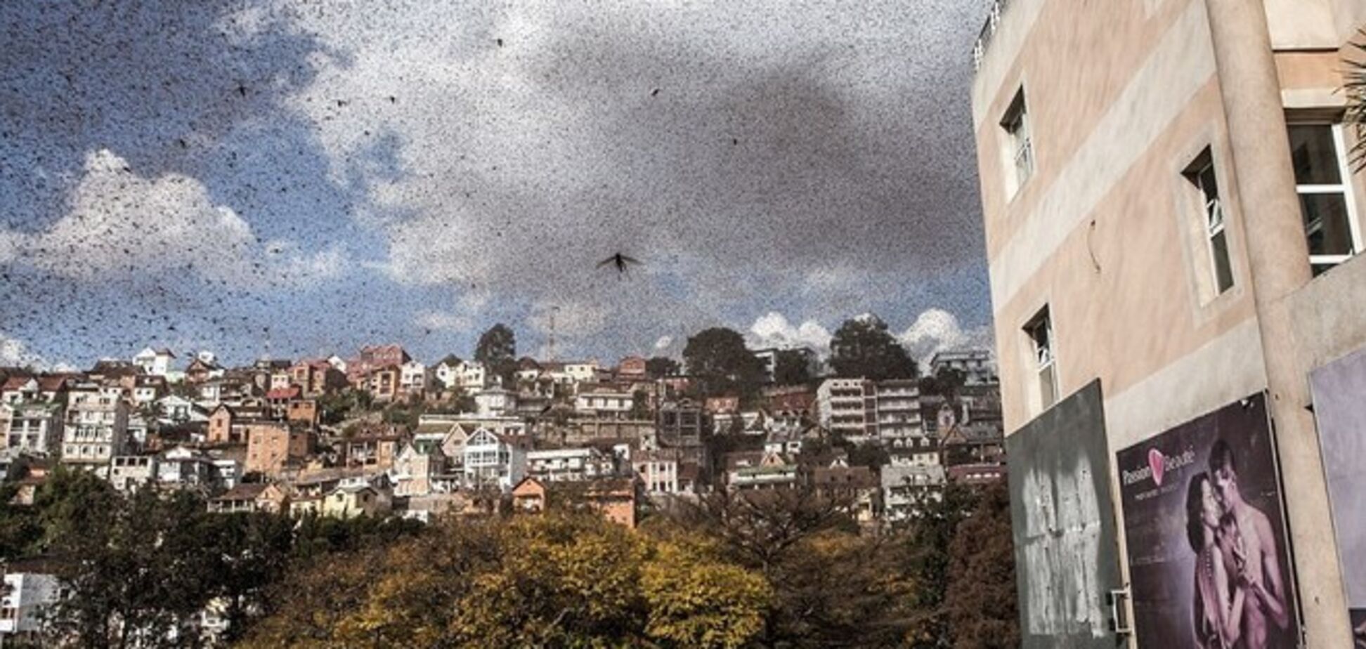 Нашествие саранчи на Мадагаскаре