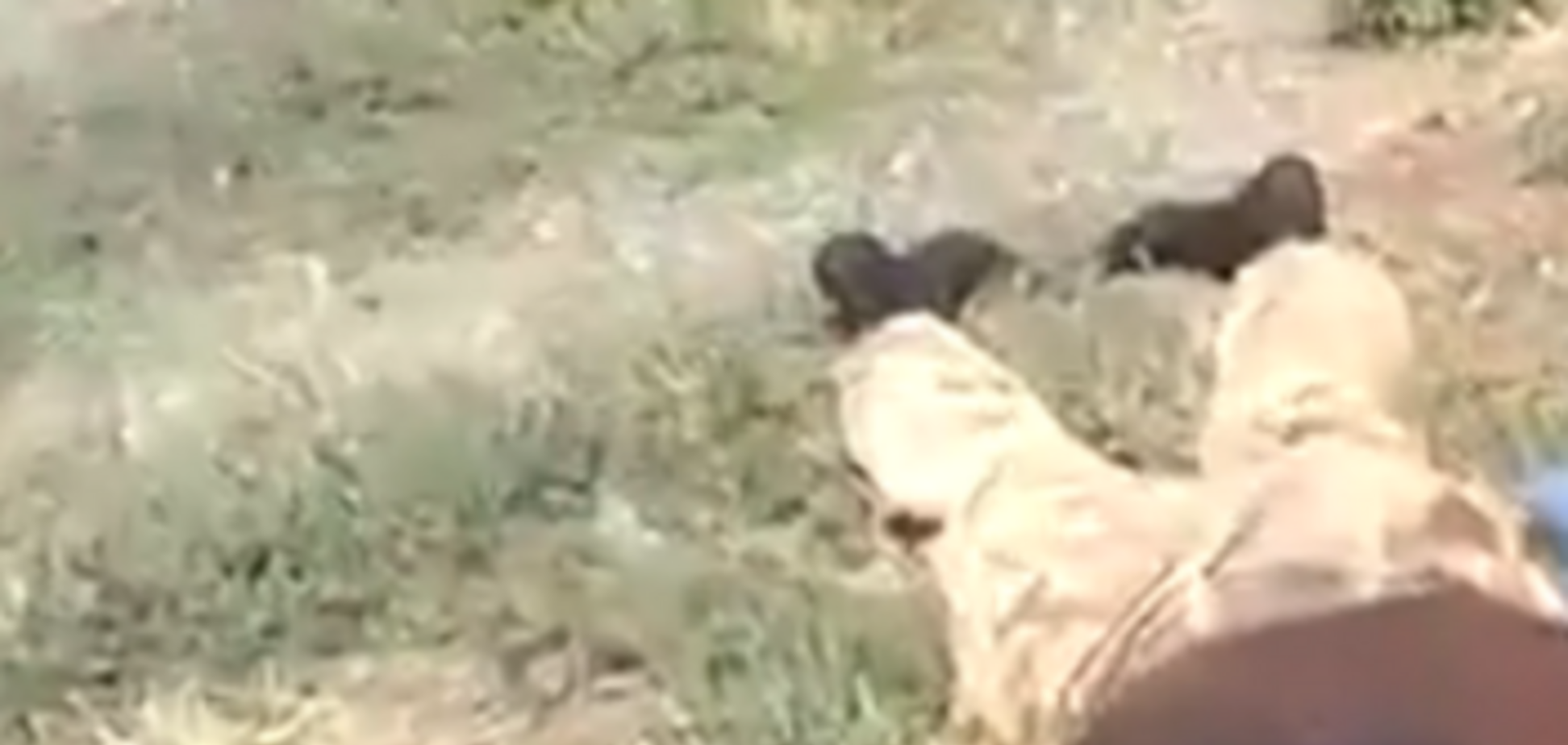 ТОП-3 шокирующих видео из зоны АТО (18+)