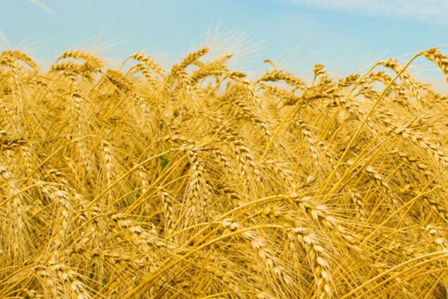 В Украине зарегистрирован самый высокий в истории урожай озимой пшеницы