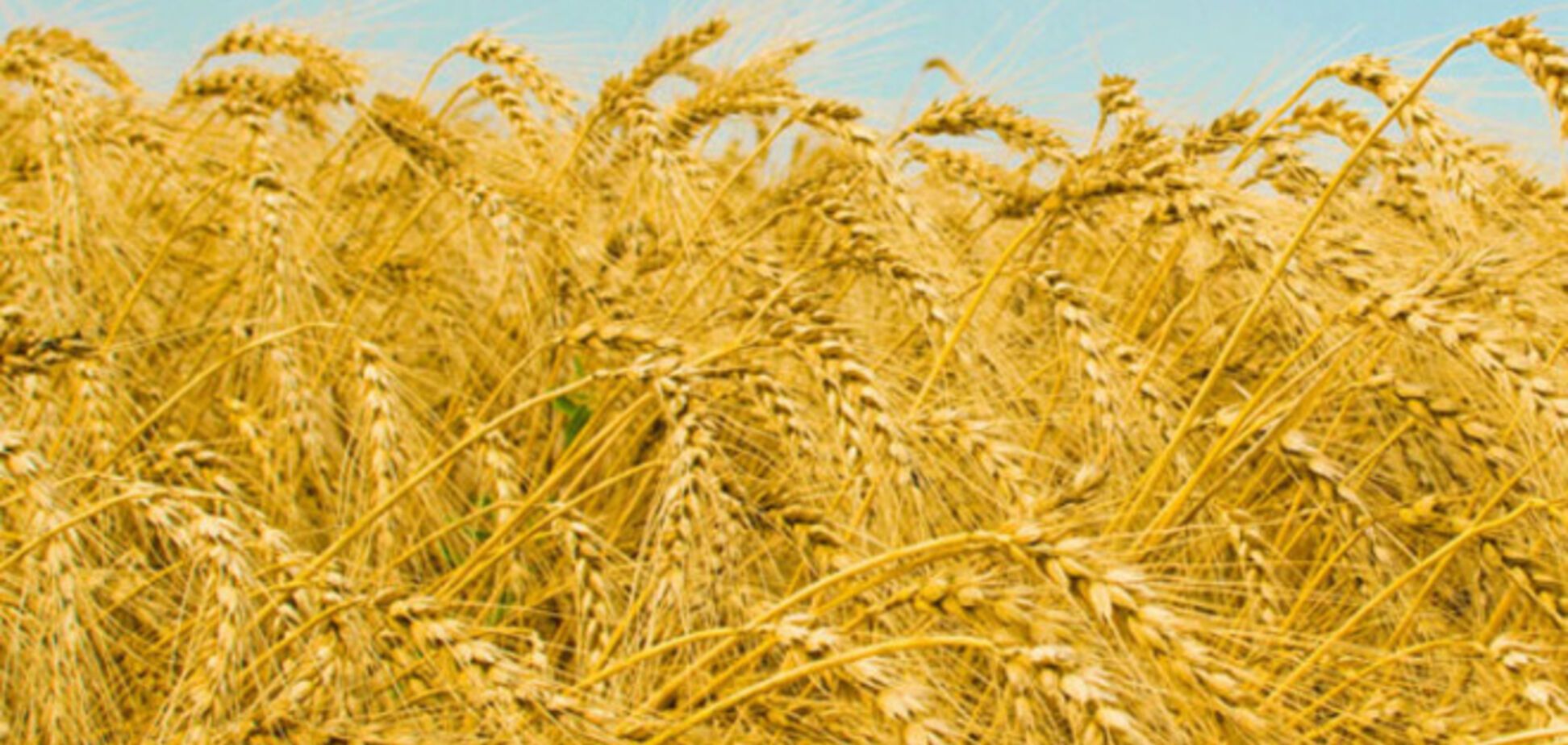 В Україні зареєстровано найвищий в історії урожай озимої пшениці