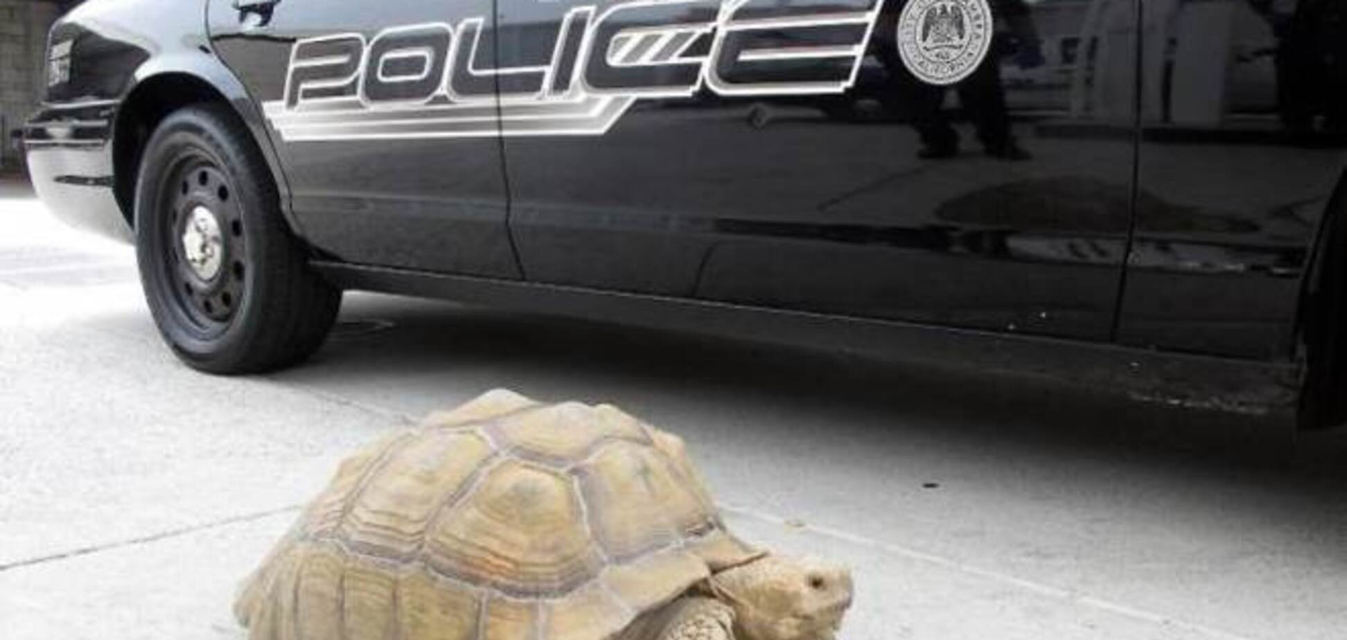 Калифорнийские полицейские устроили погоню за 68-килограммовой черепахой