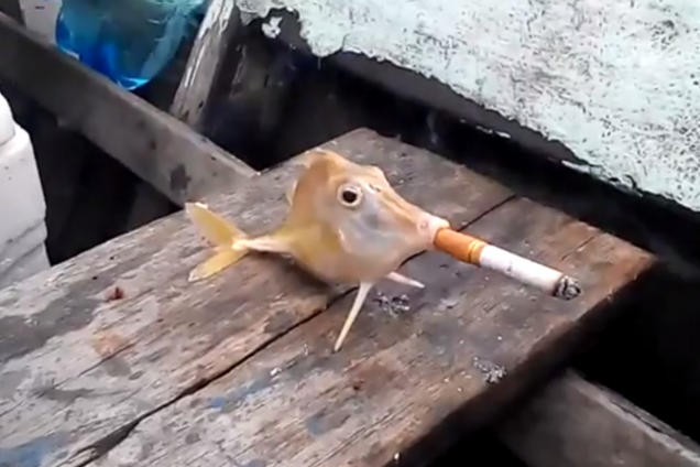 Съемка курящей рыбы вызвала недовольство пользователей сети