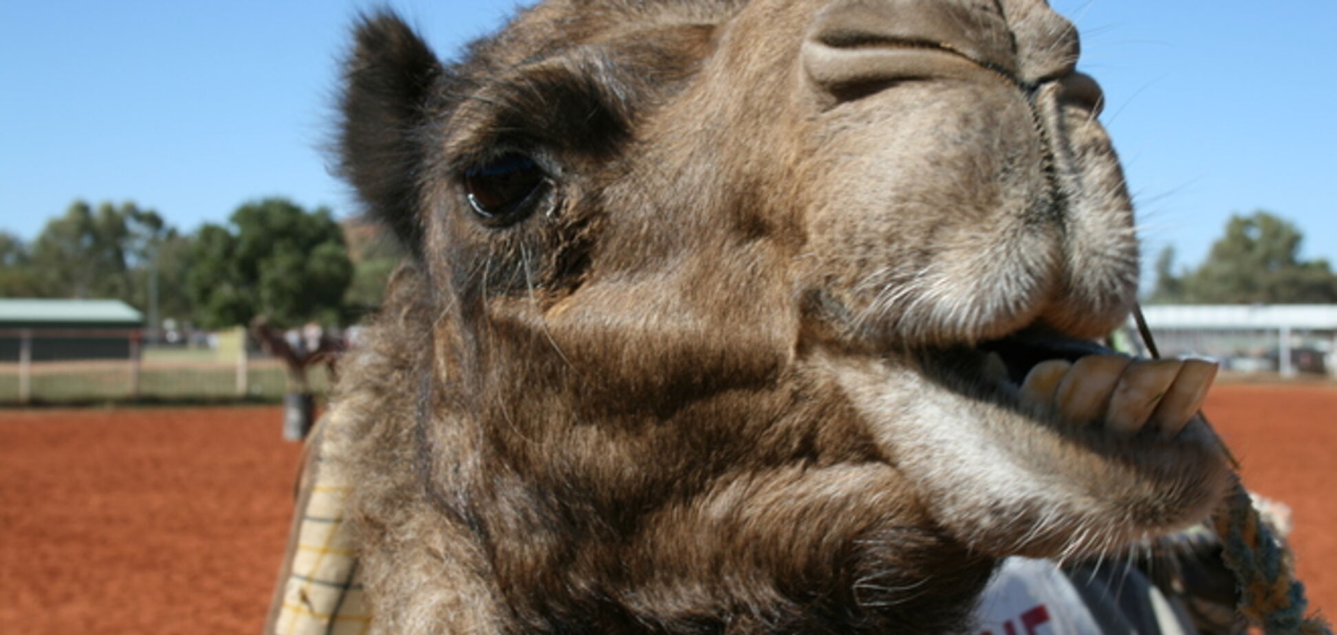 Россия ограничила экспорт верблюдов и спермы козлов