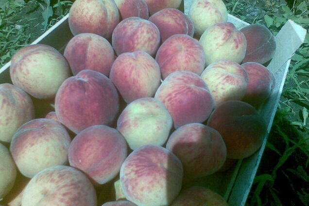 Российские таможенники начали уничтожать продукты из ручной клади украинцев