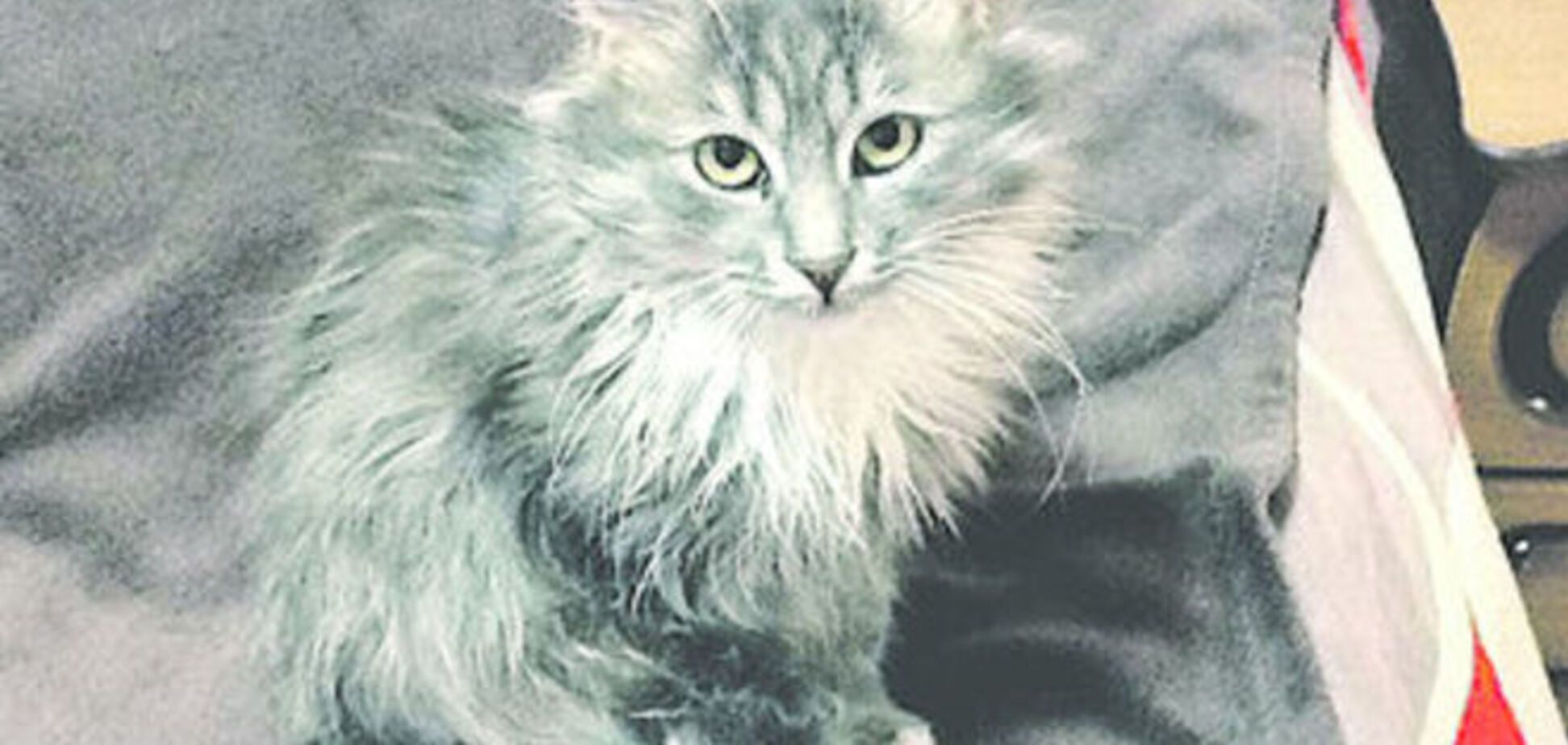 В Киеве кошка выжила после падения с 24 этажа