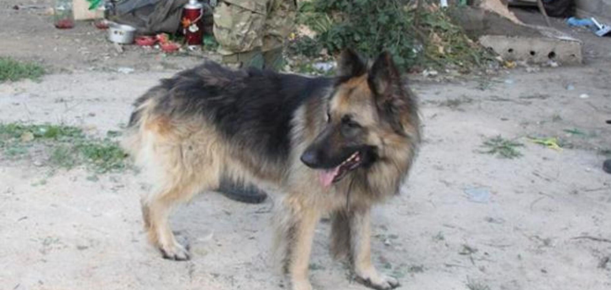 Про тварин...