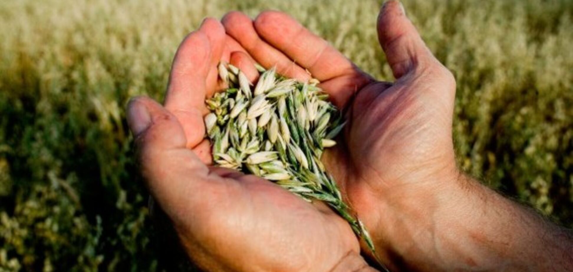 Интересы украинских аграриев на европейском рынке должны защищать политики - эксперт