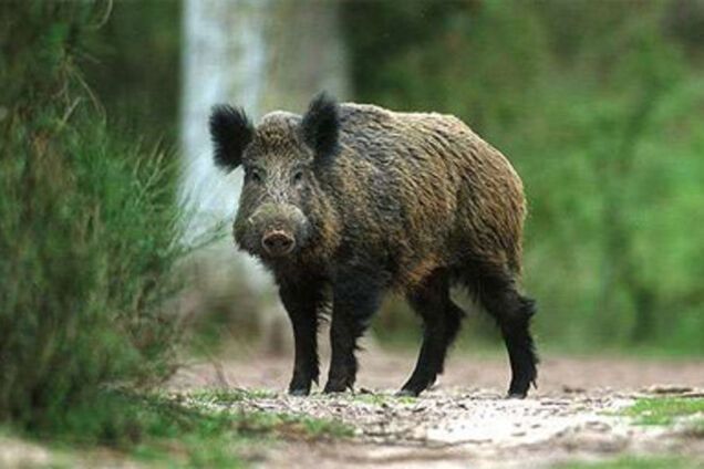 Экологи РФ всполошились: украинская 'Стена' мешает миграции животных