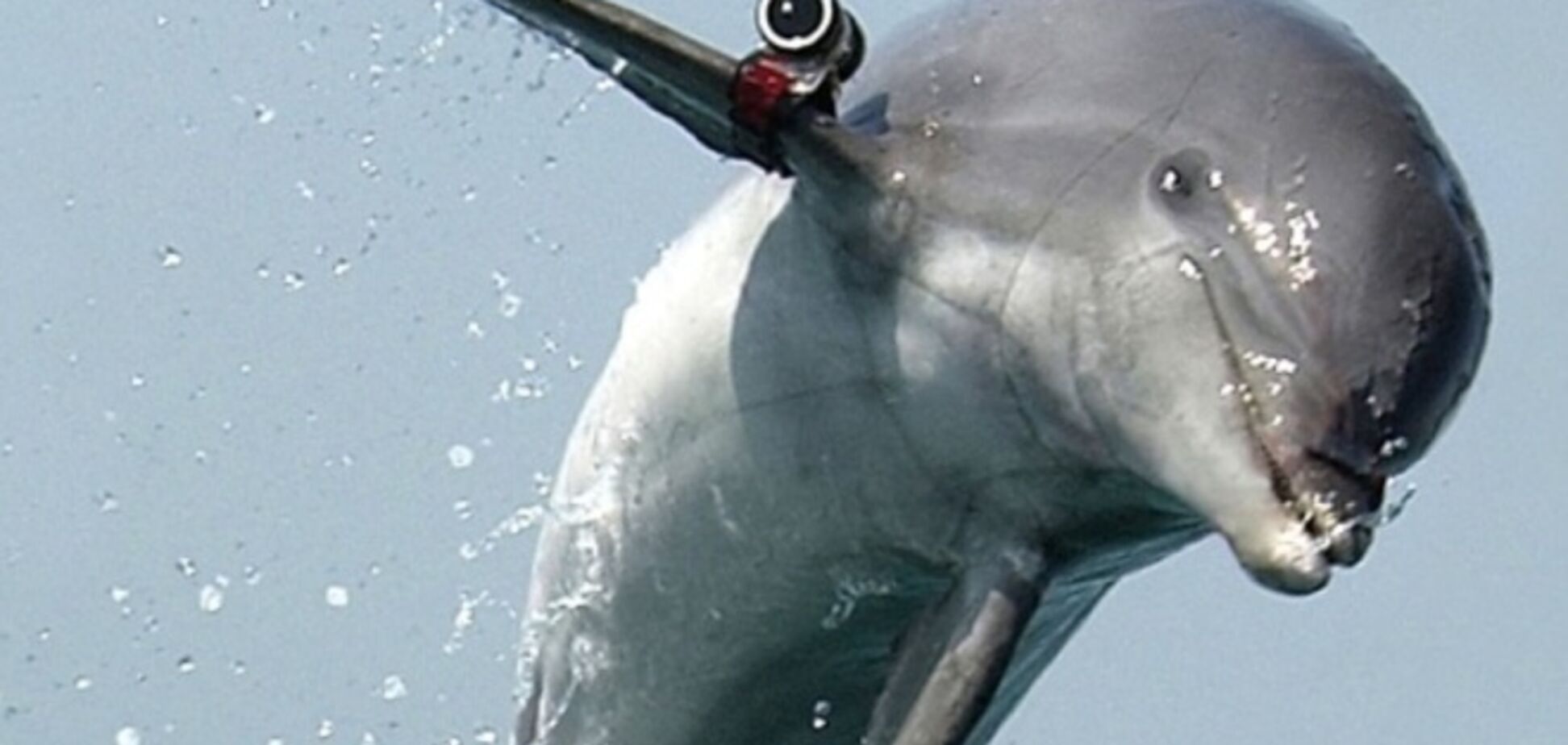 Крымские боевые дельфины вступили в ряды российской армии