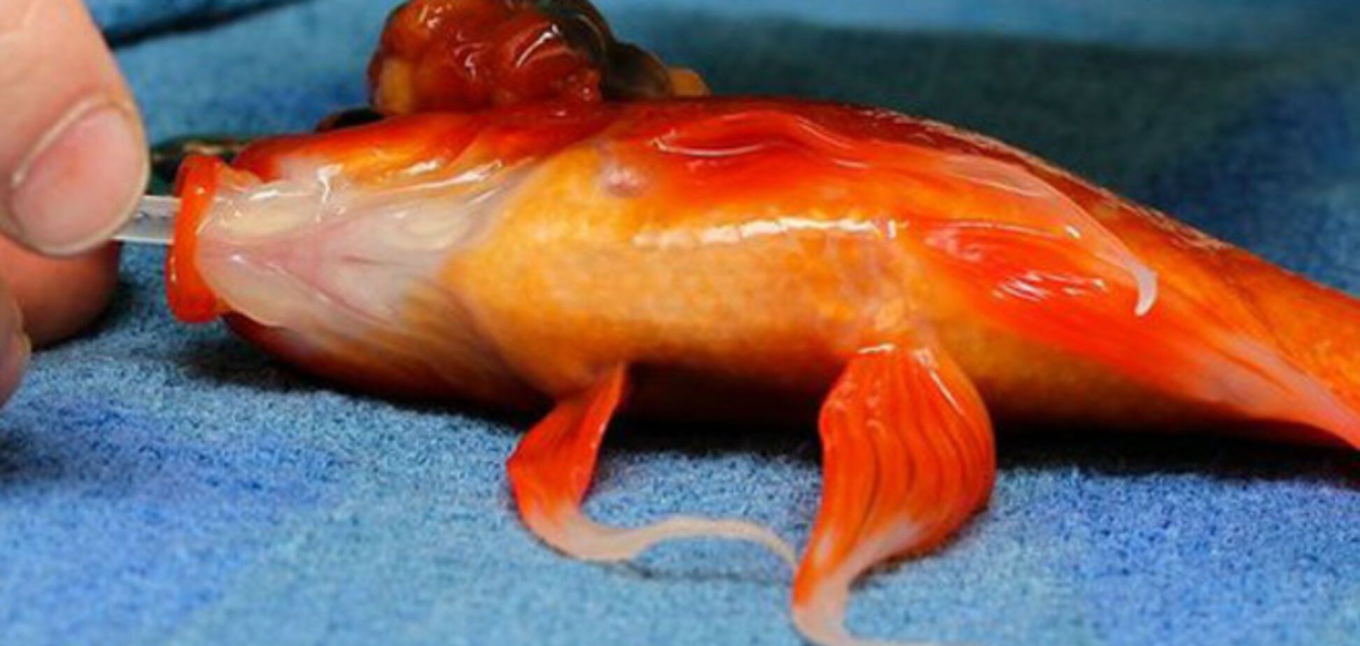 В Австралии сделали операцию на мозге золотой рыбке 