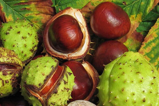 Киевляне сдают каштаны предпринимателям по 1 грн