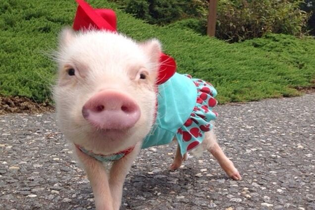 Присцилла – самый модный мини-поросенок интернета