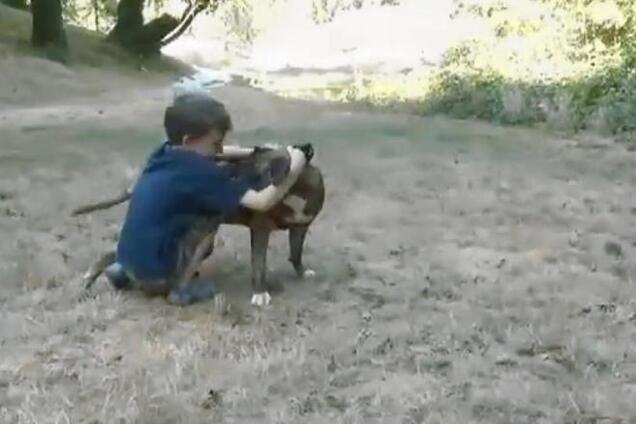 Питбультерьерша спасла 8-летнего мальчика от роя пчел