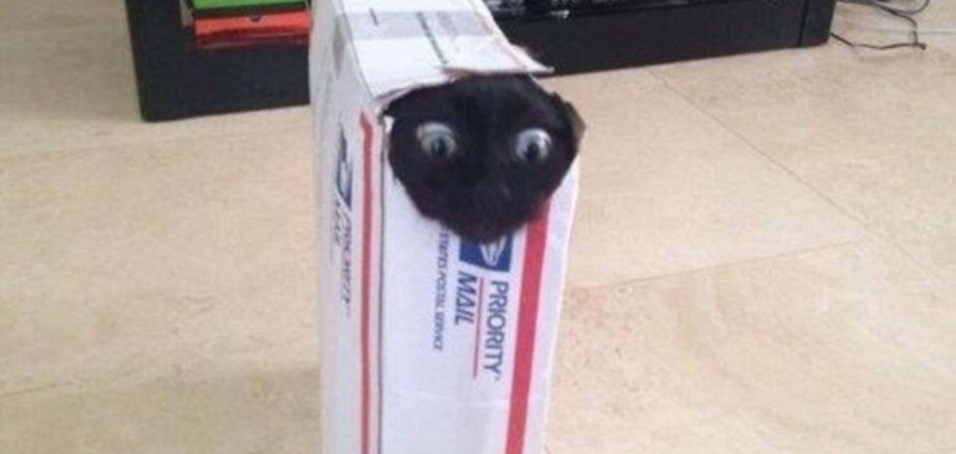 К чему приводит любопытство кошек