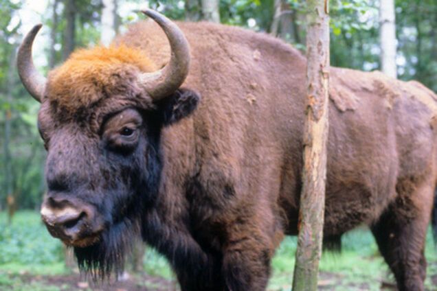 В России говорят, что 'Стена' на границе ограничит миграцию зубров в Украину