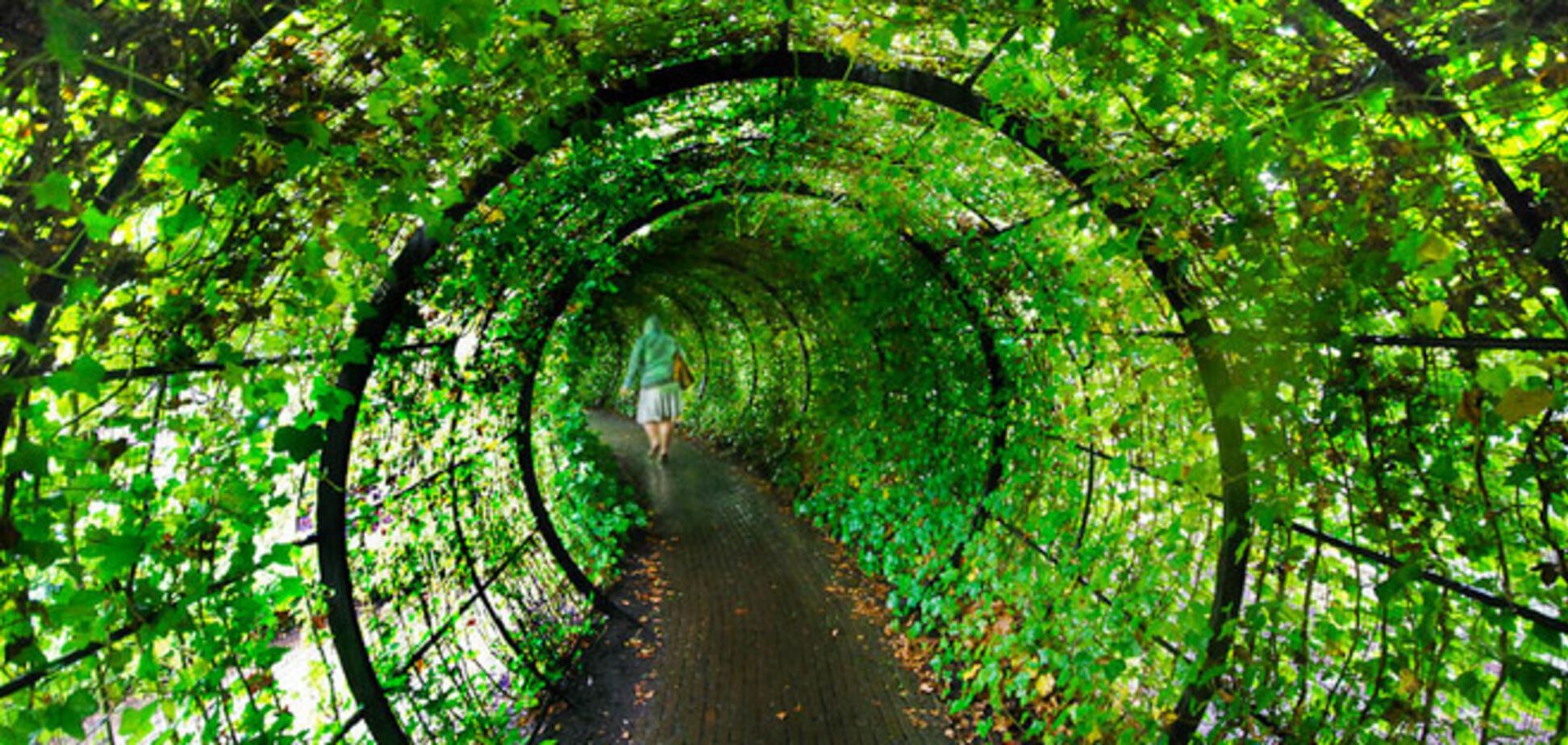 Сад ядовитых растений