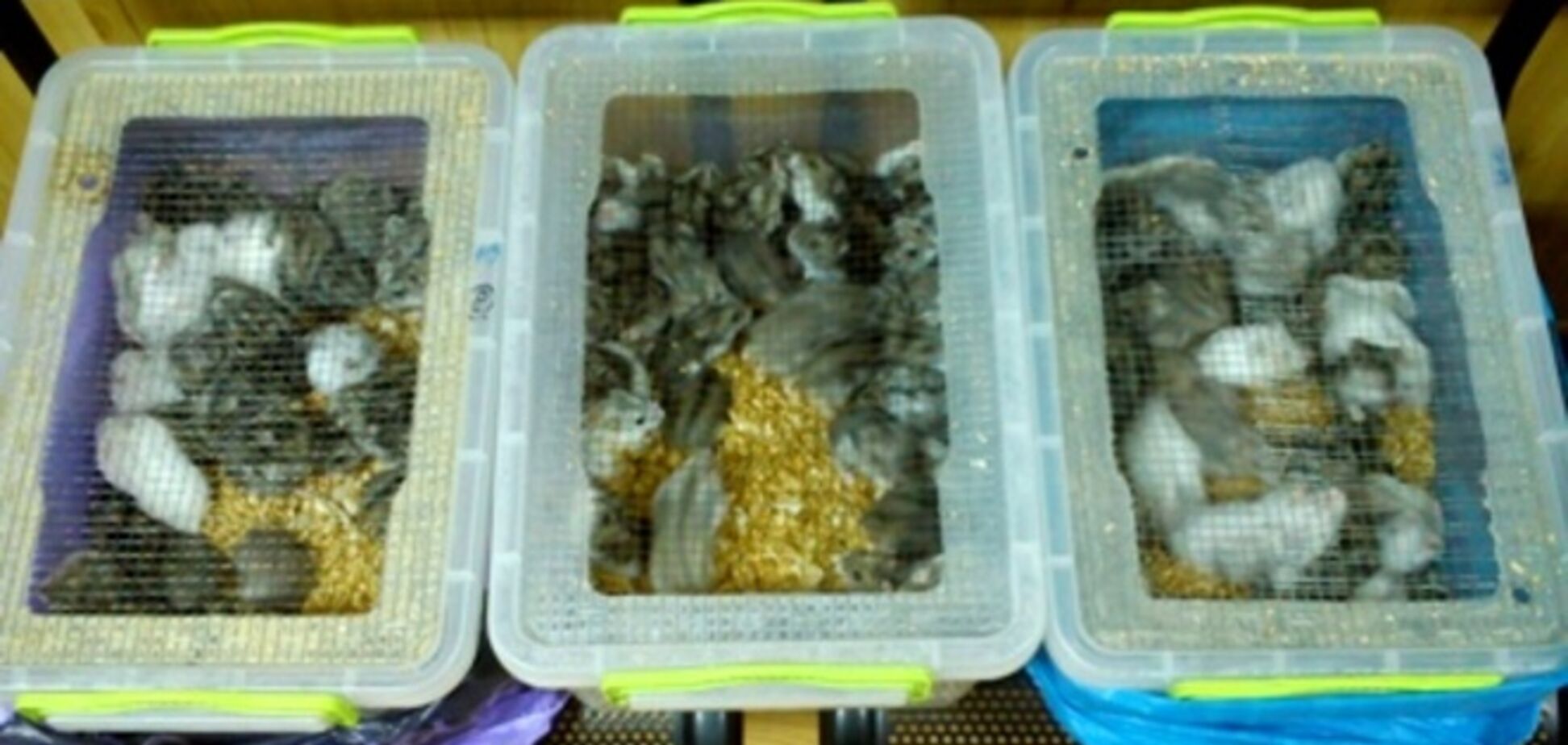 В РФ не пустили сотню хом'яків з України