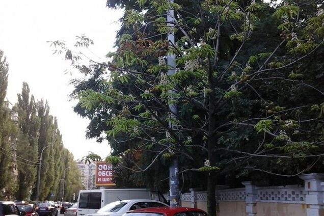 В Киеве возле военного госпиталя в сентябре расцвел каштан