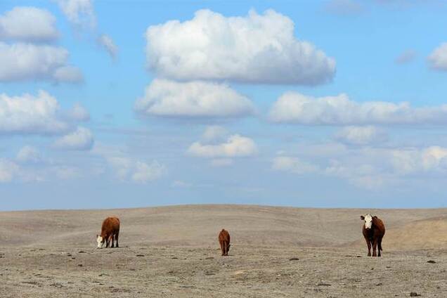 На Львовщине директор фирмы присвоил земельные участки на сумму почти 1 млн грн