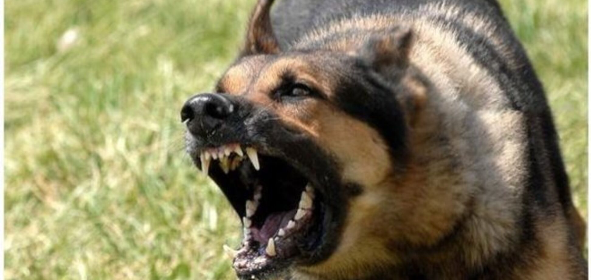 В России во дворе школы-интерната собаки насмерть загрызли девятилетнюю девочку