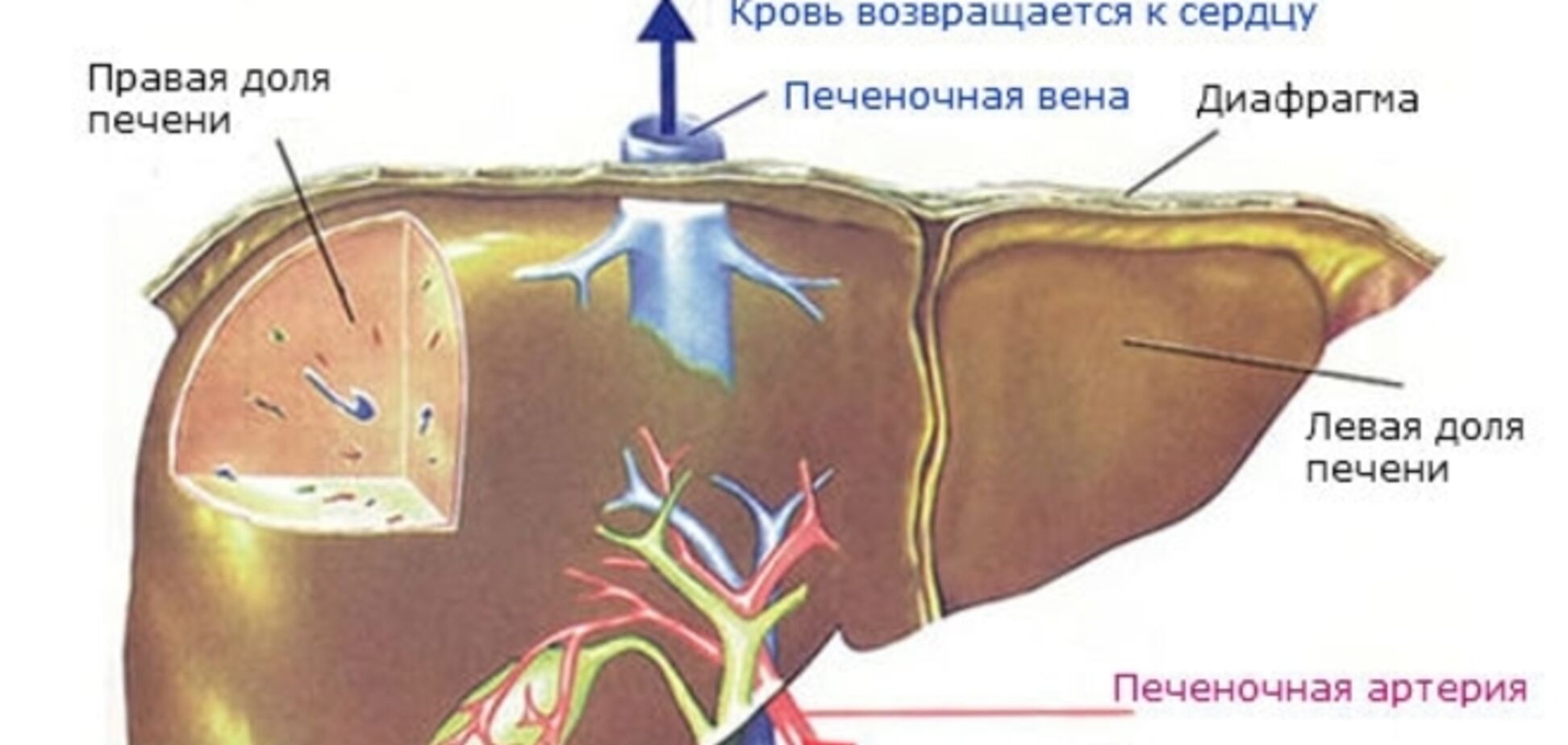 Самые первые симптомы рака печени