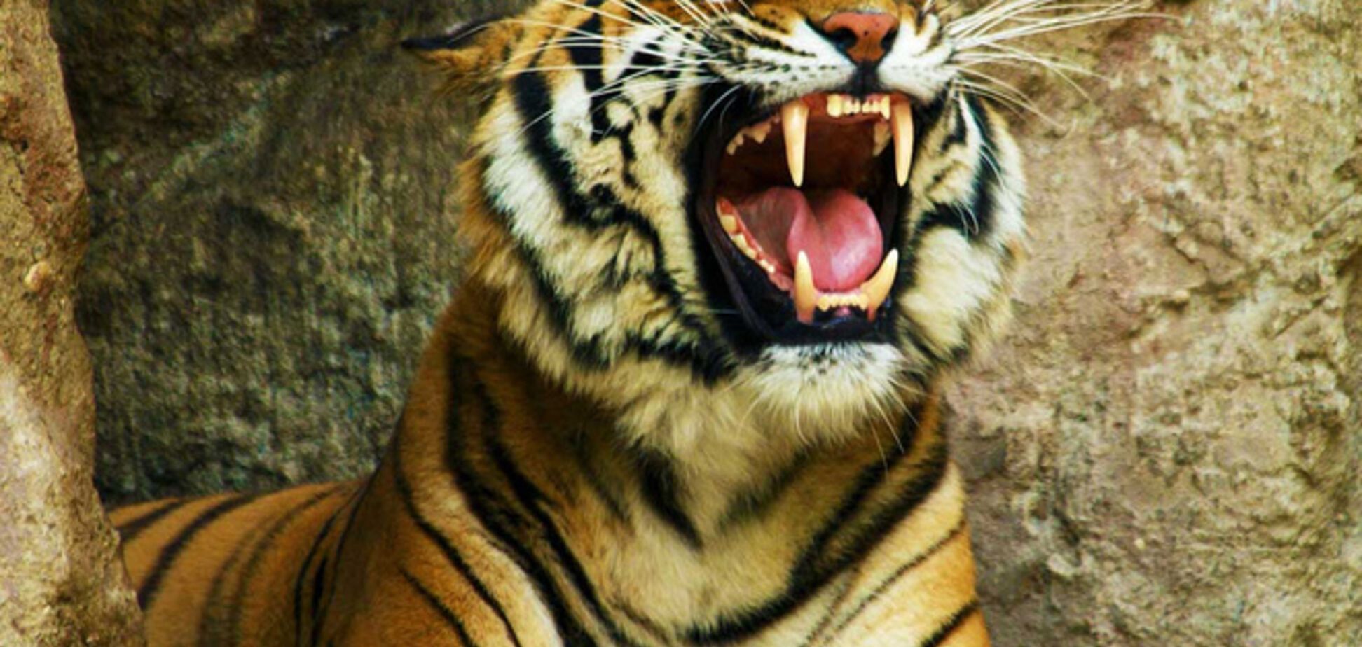В США законодательно запретили селфи с тигром