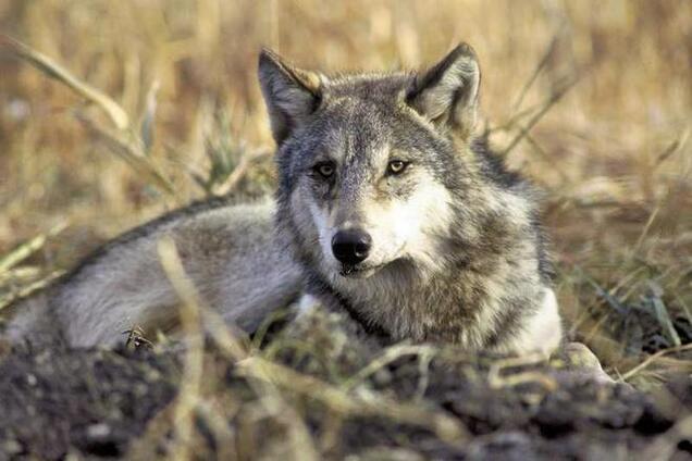 В оккупированном Крыму разгулялись волки