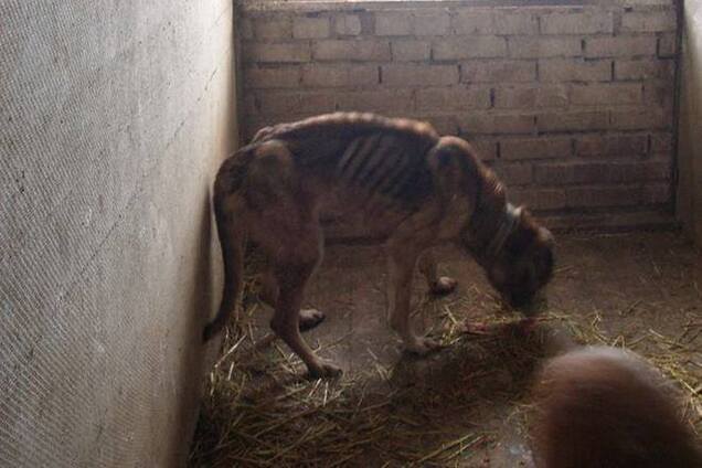В Киеве появился 'концлагерь' для собак: ужасающие фото питомцев приюта в Бородянке