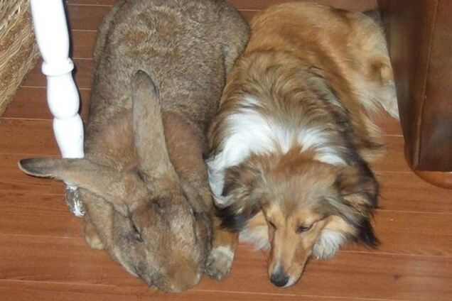 20 животных-гигантов, в существование которых трудно поверить