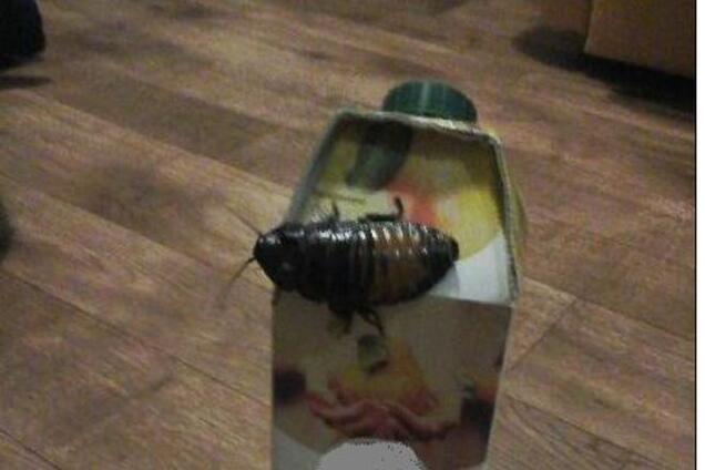 В киевской многоэтажке обнаружили гигантских тараканов: шокирующее фото