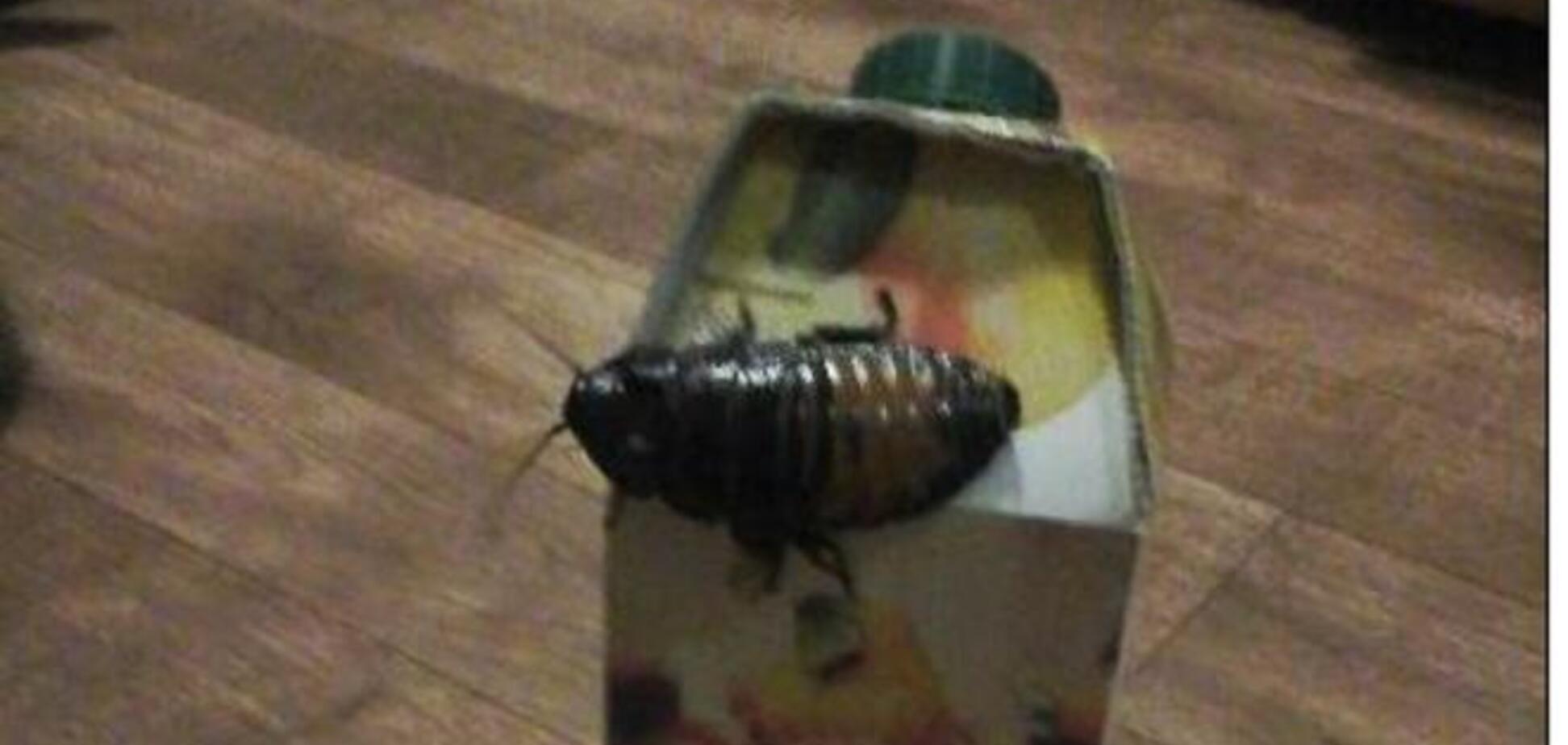 В киевской многоэтажке обнаружили гигантских тараканов: шокирующее фото