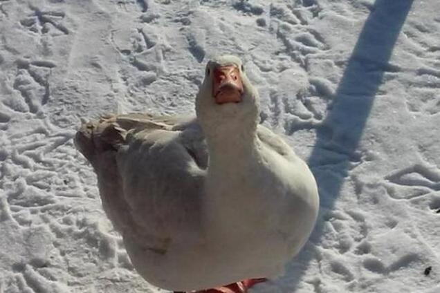 Разом з бійцями АТО 'воює' гусак, який ховається за п'ять хвилин до бомбардування: фотофакт