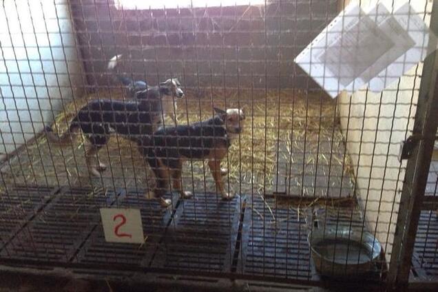Собак из 'концлагеря' под Киевом проведали чиновники: они отрицают, что животные умирают от голода
