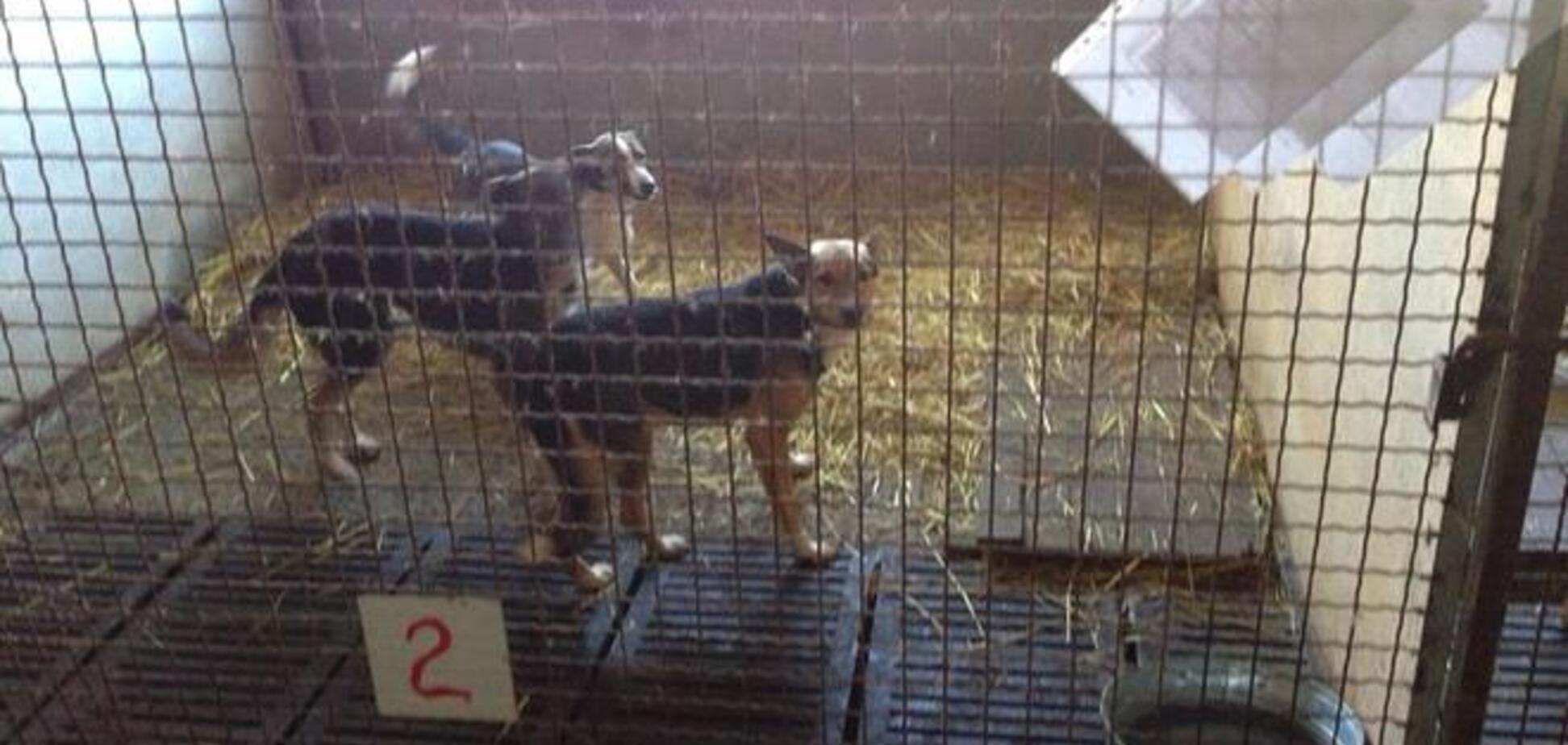 Собак из 'концлагеря' под Киевом проведали чиновники: они отрицают, что животные умирают от голода