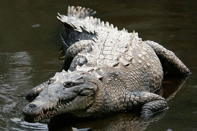 В Мозамбике более 50 человек на похоронах насмерть отравились пивом с желчью крокодила