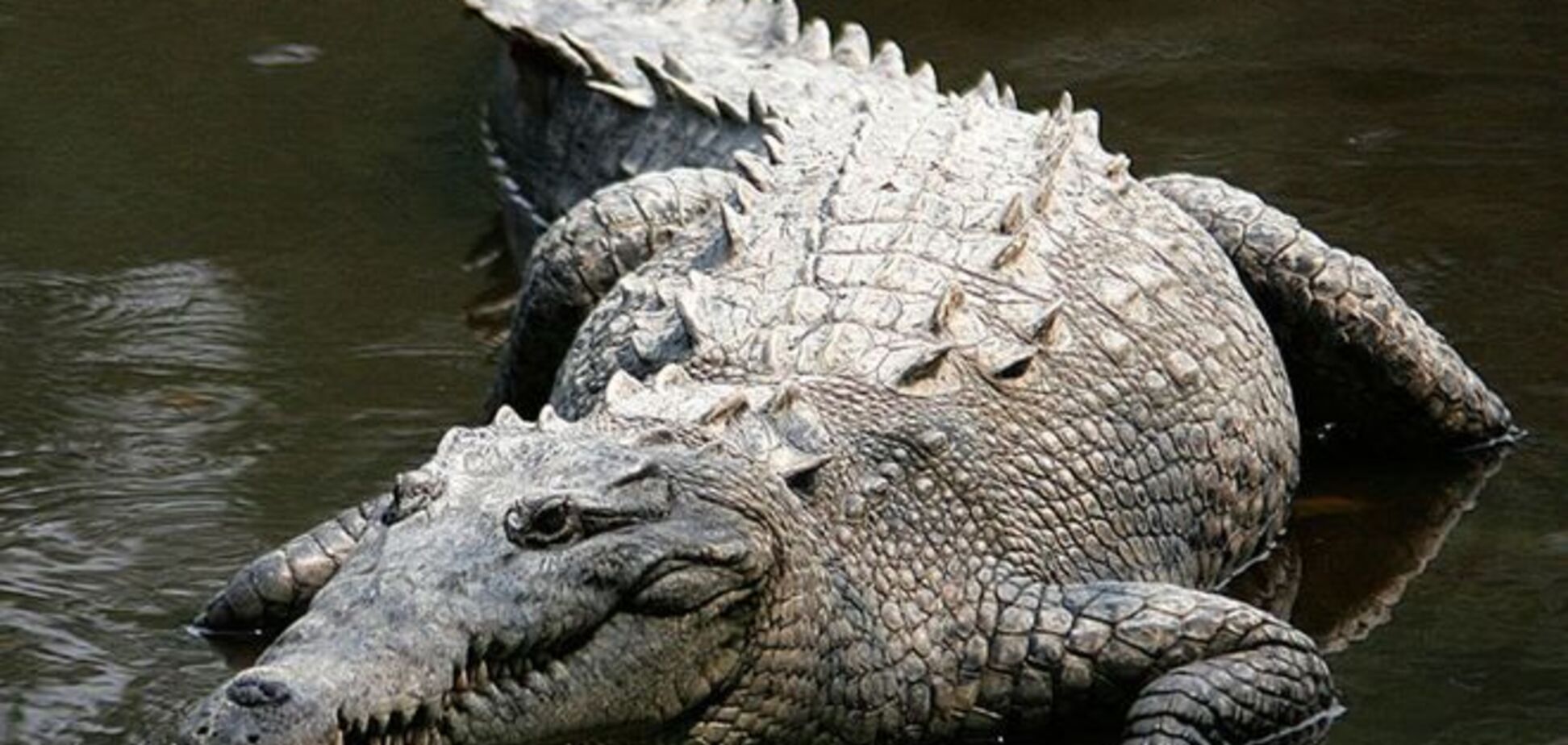 В Мозамбике более 50 человек на похоронах насмерть отравились пивом с желчью крокодила