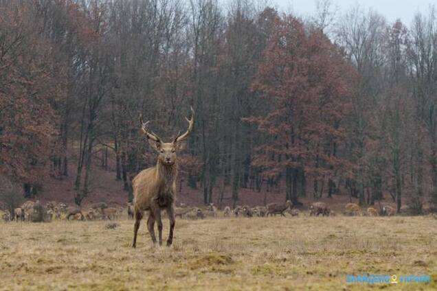 Украинская глубинка с. Нижнее Селище: заповедники, замки и знаменитые сыроварни