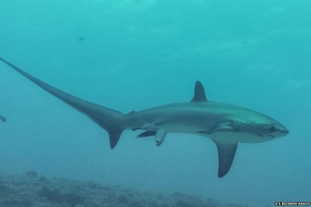 Океанологи впервые засняли роды акулы в океане