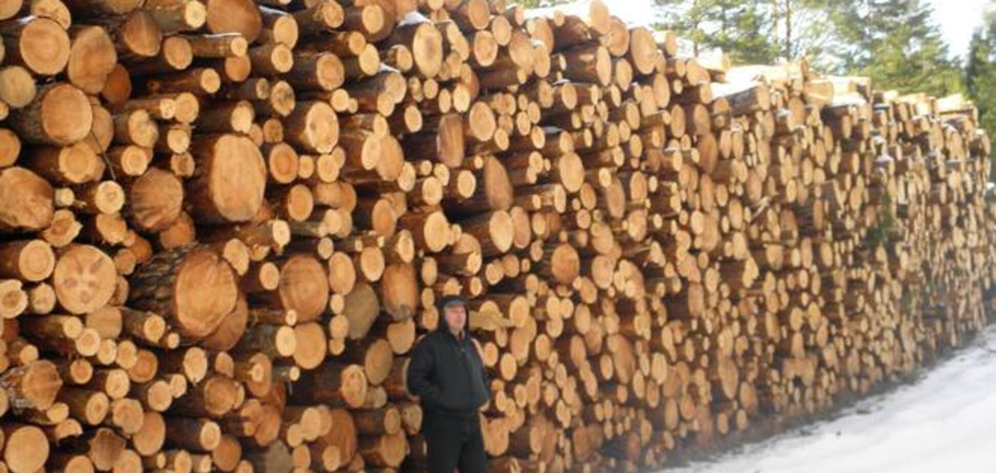 Варварство. В сети показали шокирующие фото срубленного леса на Львовщине