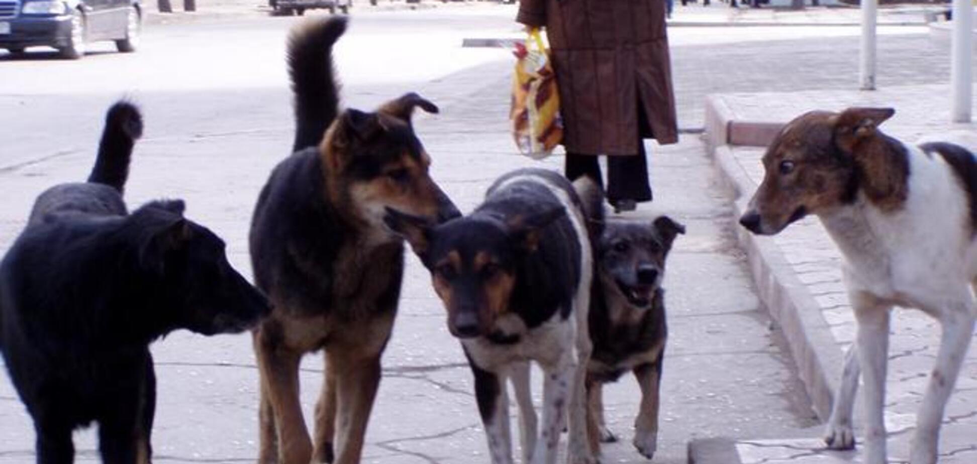 Бродячие собаки в Киеве: усыпить или помиловать