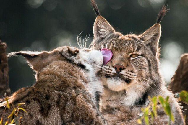 Волшебная красота диких животных