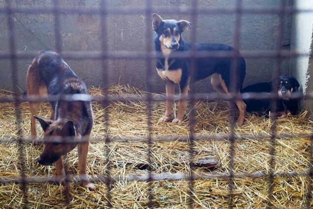 В Киеве под управление экологии подбросили мертвого пса