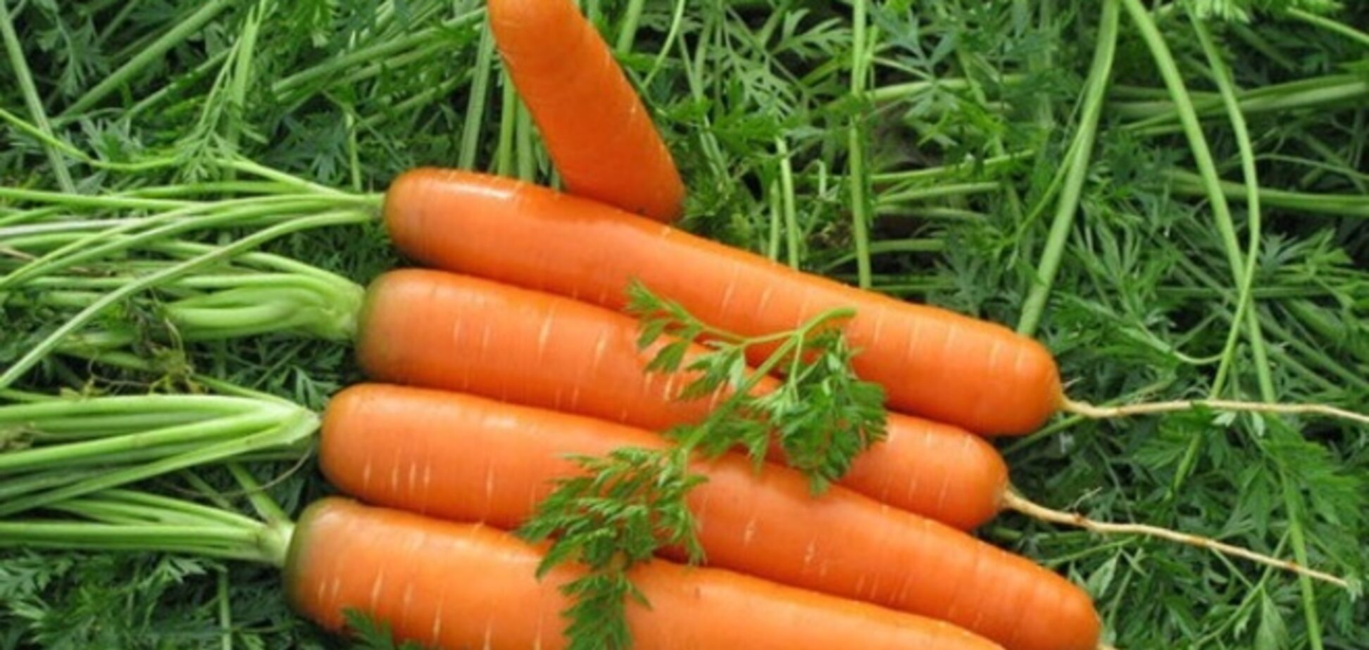 Россияне шикуют: в магазинах появилась морковь по цене 580 грн за килограмм