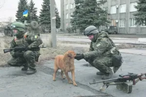 Животным из зоны АТО требуются хозяева